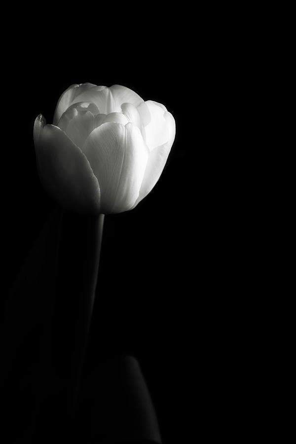 The Solitary Tulip by Cyndy Doty The Solitary Tulip by Cyndy Doty