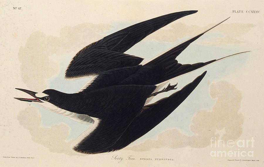 The Sooty Tern From The Birds Of America Drawing by Heritage Images