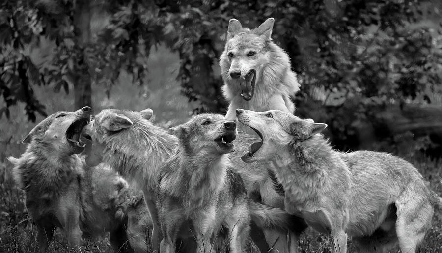 Wolves Photograph - The Sopranos by Sebastian Graf