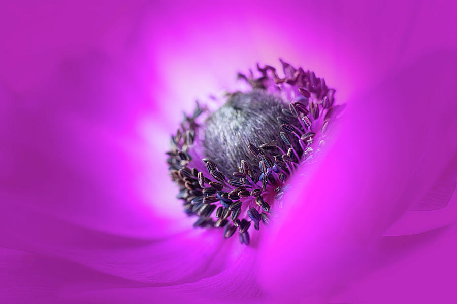 The soul of a windflower Photograph by Usha Peddamatham