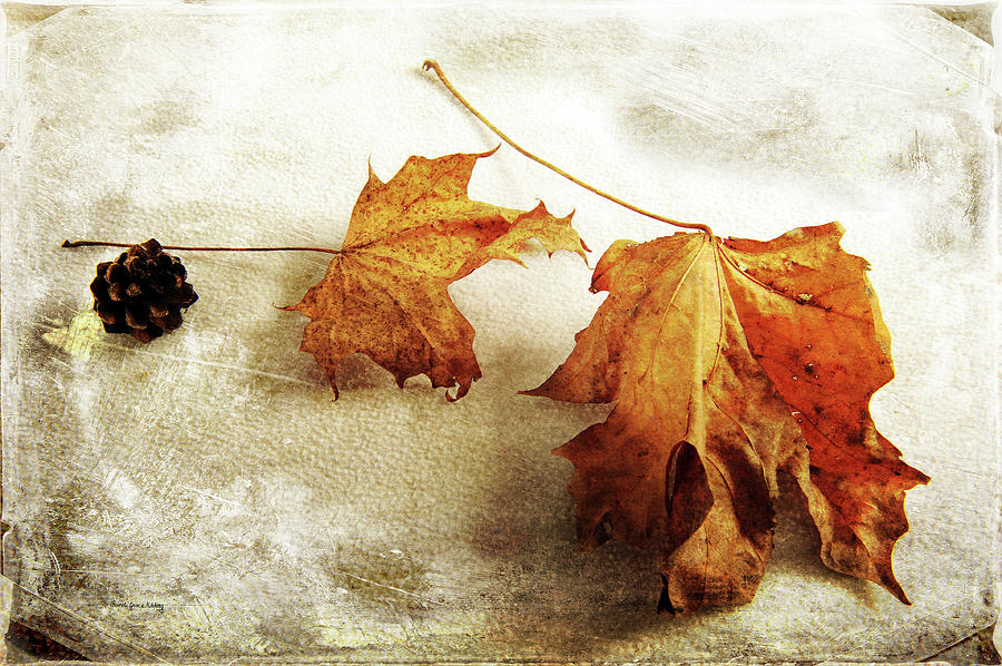 The Sound of Autumn Photograph by Randi Grace Nilsberg