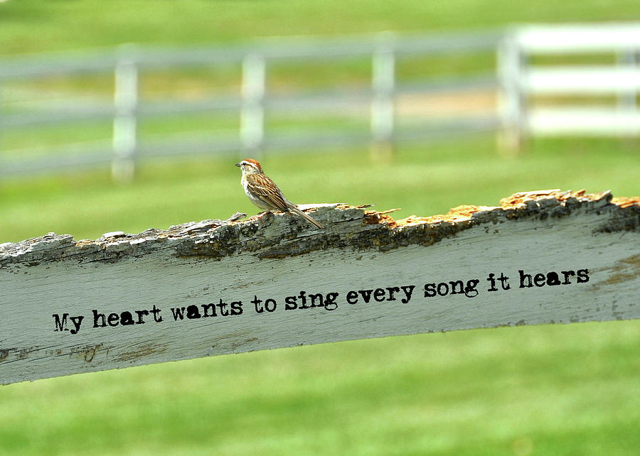 THE SOUND OF MUSIC quote Photograph by JAMART Photography