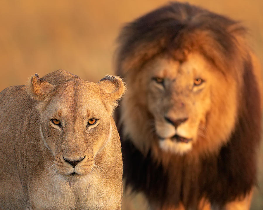 Lion Photograph - The Sovereigns Of The Plains by Mario Vigo