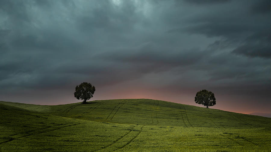 Tree Photograph - The Sown Field by Emilio Pino