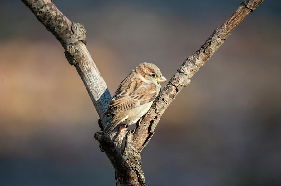 The Sparrow Photograph