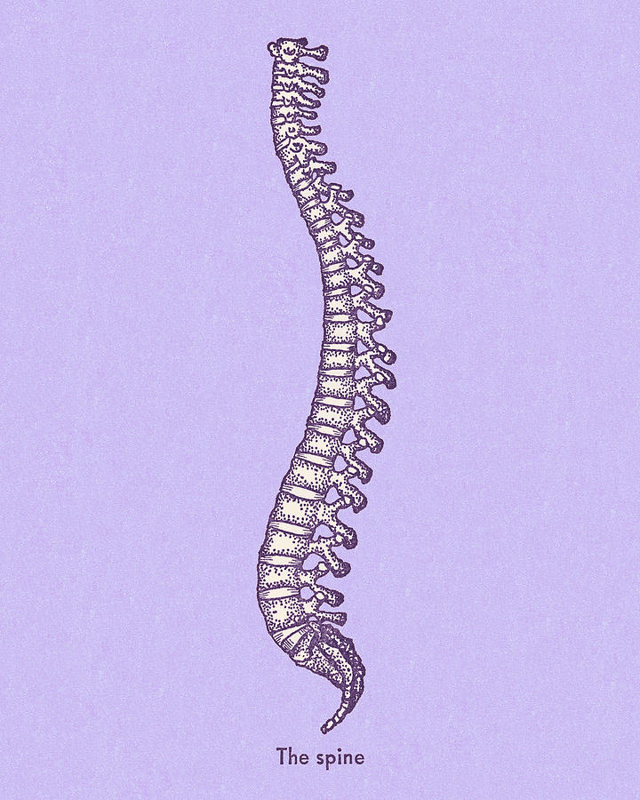 Vintage Drawing - The Spine by CSA Images