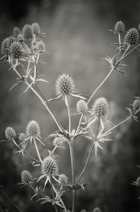 The spiny beauty. Horytsya, 2019. by Andriy Maykovskyi The spiny beauty. Horytsya, 2019. by Andriy Maykovskyi