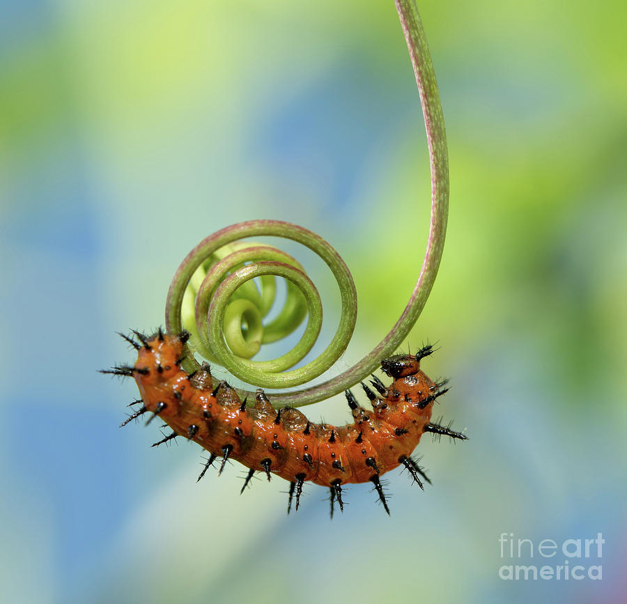 The Spiral Photograph by Sari ONeal