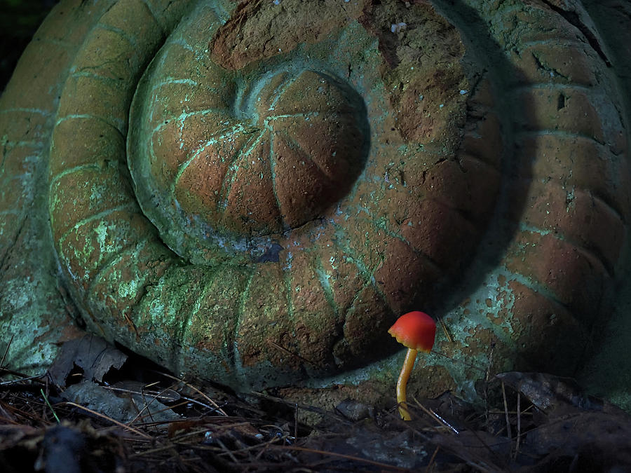 Mushroom Photograph - The Spirit Cannot Fail by Jerry LoFaro