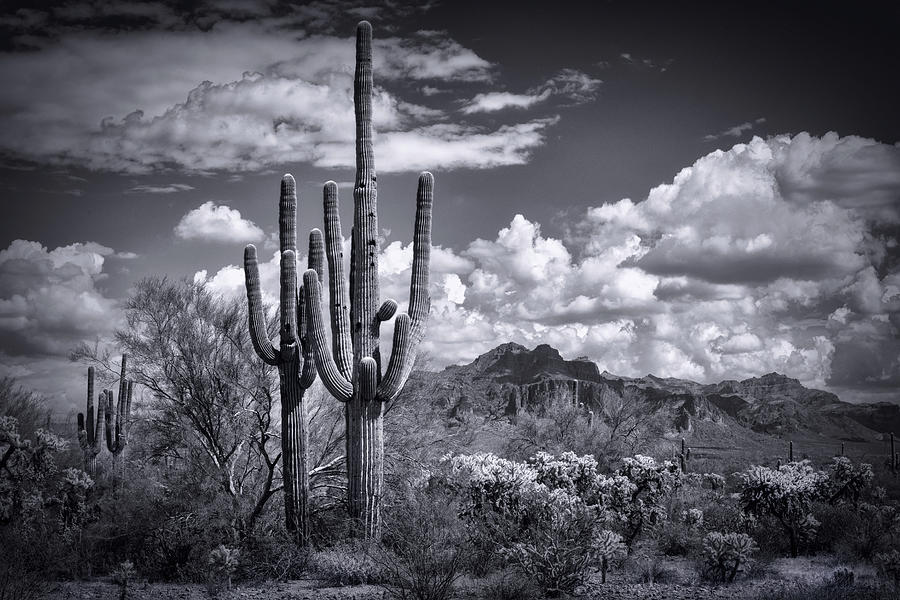 The Splendor Of The Superstitions In Black And White  Photograph by Saija Lehtonen
