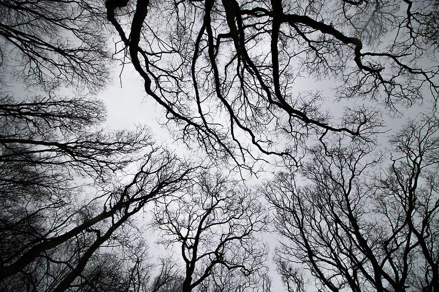 The Spooky Forest Photograph by Martin Newman