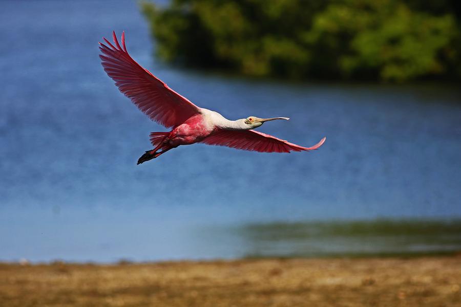 The Spoonbill in Flight at Ding Photograph by Michiale Schneider