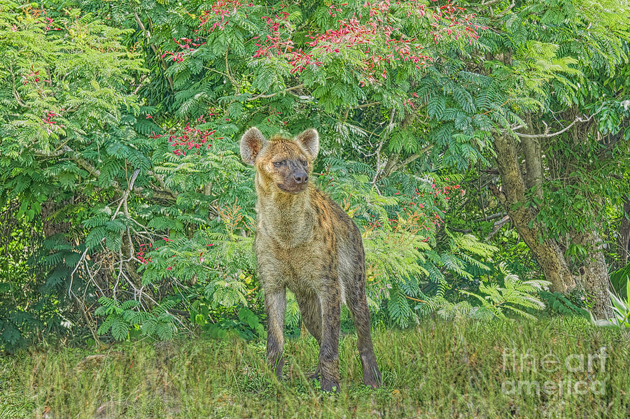 The Spotted Hyena Photograph by Judy Kay