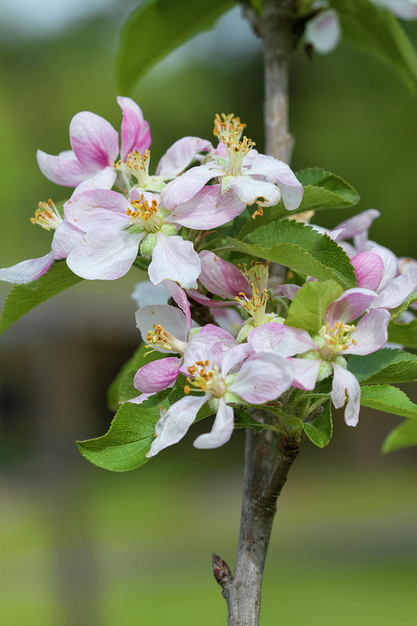 The Spring Beauty of Apple Blossoms Photograph by Kathy Clark