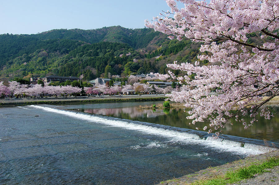 The Spring Coming To Kyoto Photograph by Kaoru Hayashi