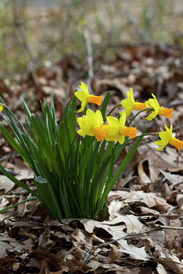 The Springtime Beauty of Daffodils Photograph by Kathy Clark