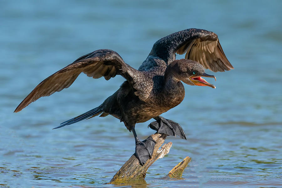 The Squawking Cormorant. Photograph by Paul Martin