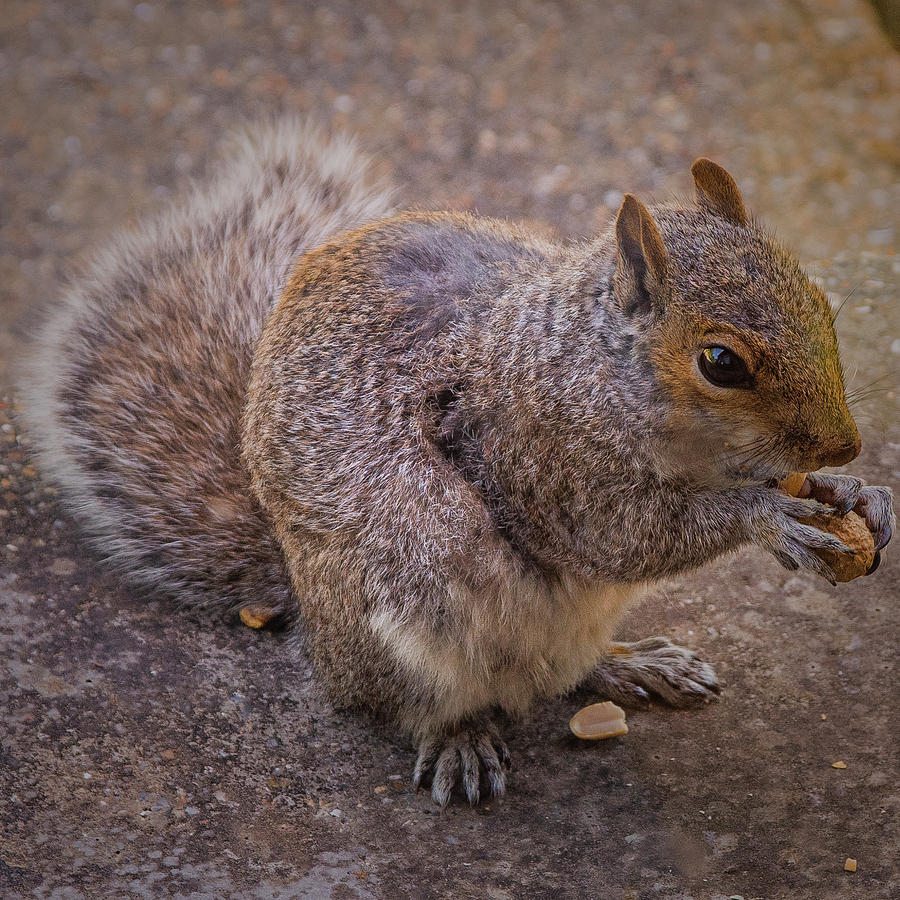 The Squirrel - Cornwall by Eddy Kinol The Squirrel - Cornwall by Eddy Kinol