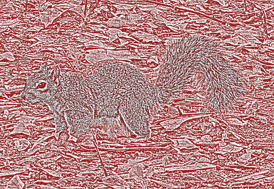 The Squirrel by Wilma Barnwell The Squirrel by Wilma Barnwell