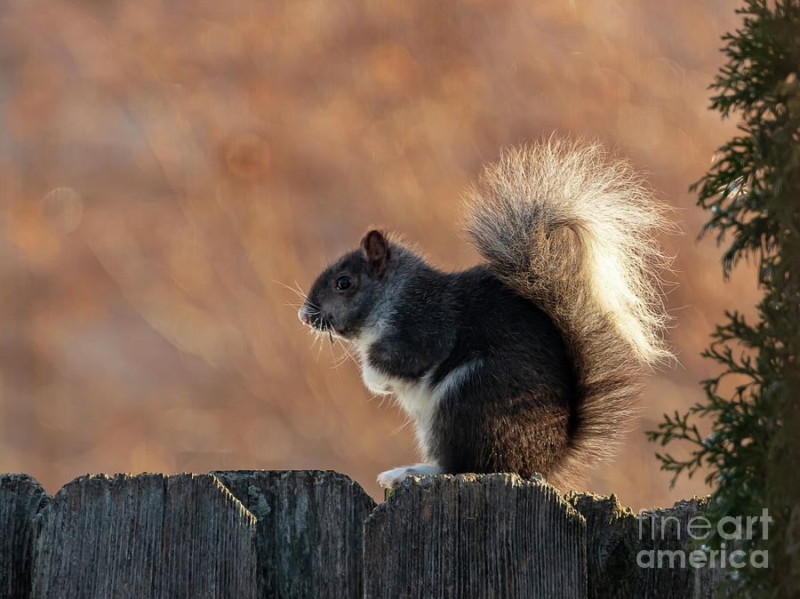 The Squirrel with the White Tail Photograph by Sandra Js