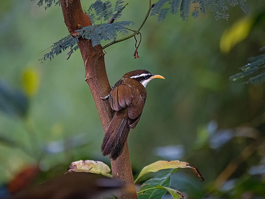 Bird Photograph - The Sri Lanka Scimitar Babbler by Henk Goossens