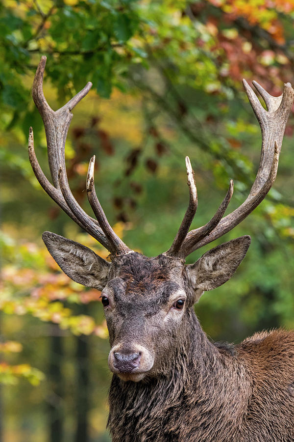 The Stag Photograph by Arterra Picture Library
