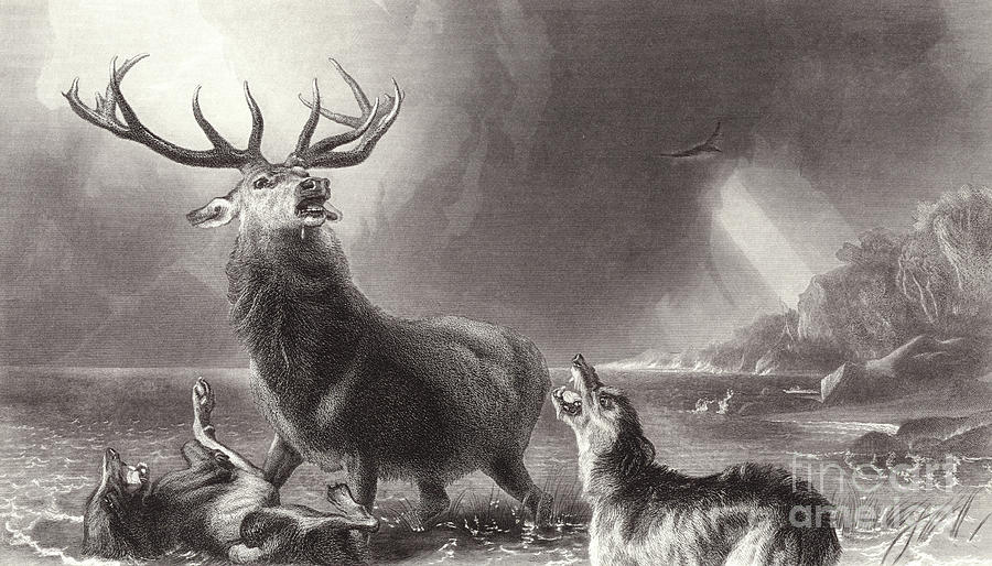 Dog Drawing - The Stag at Bay by Edwin Landseer