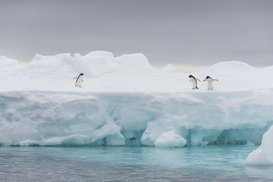 Penguin Photograph - The Stage by Jos Manuel Cruz
