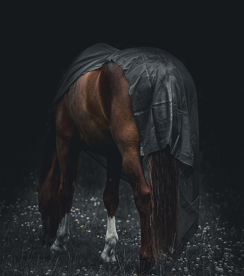 Animal Photograph - The Stallion by Joshua Steer