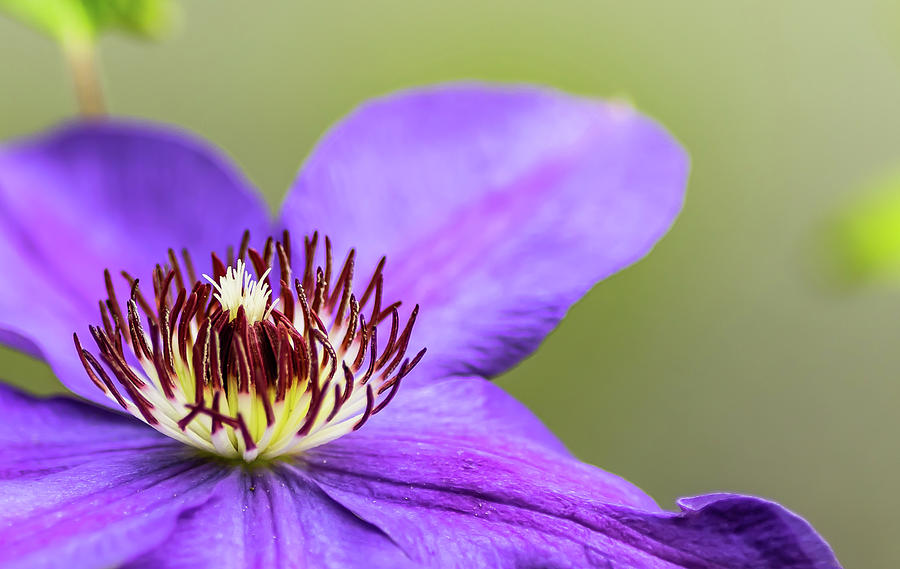 The Stamen of the White Tipped Clematis Digital Art by Ed Stines
