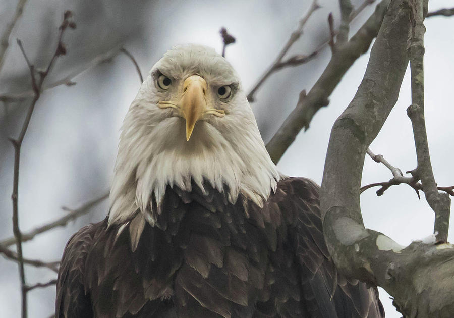Eagle Photograph - The Stare Down by Rhoda Gerig
