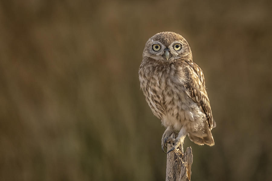 The Stare - Little Owl Photograph by Doron Margulies - Fine Art America