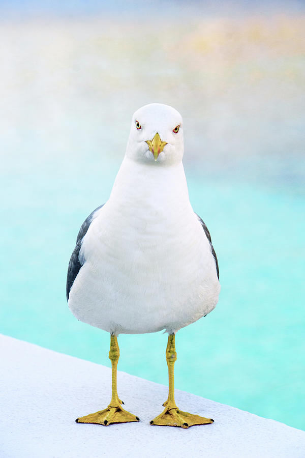 The Stare Of The Seagull Photograph