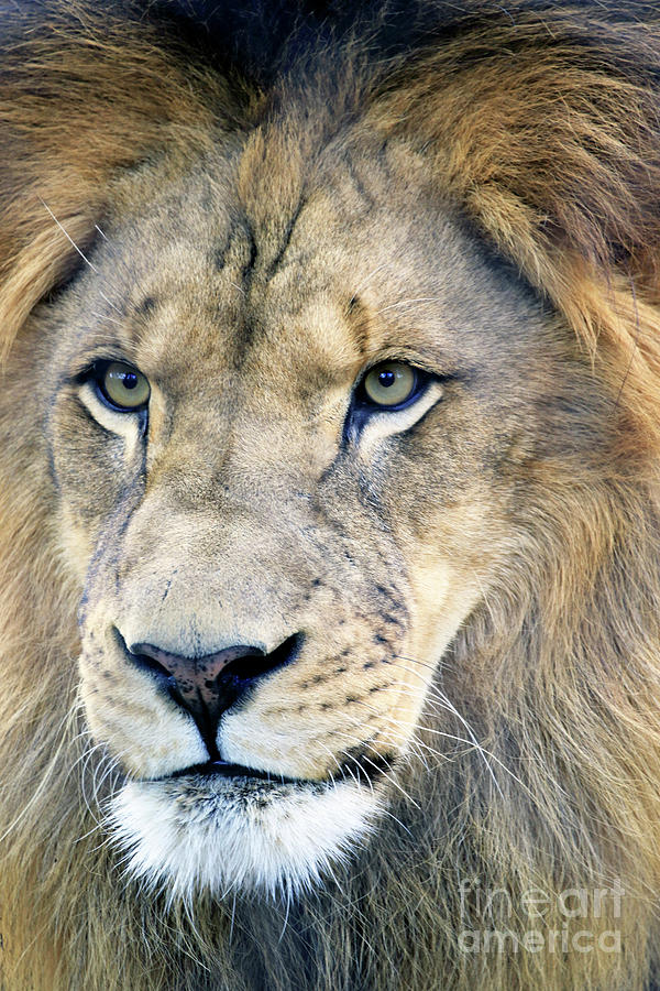 The Stare - Portrait of an African Lion Photograph by John Van Decker