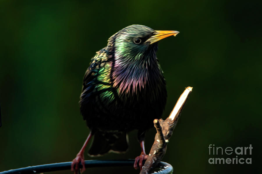 The Starling Bird Painting Photograph by Sandra Js