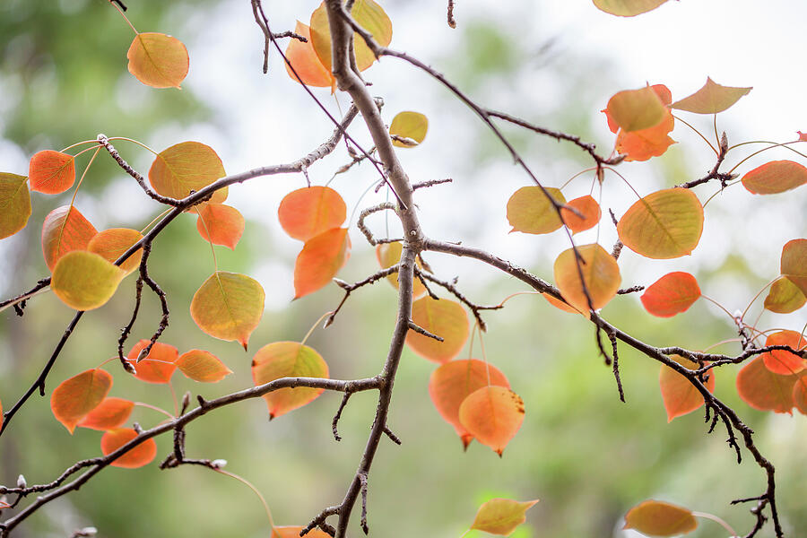 Tree Photograph - The Start Of Fall by Az Jackson