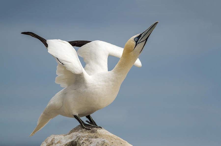 Gannet Photograph - The Statue by Piotr Galus