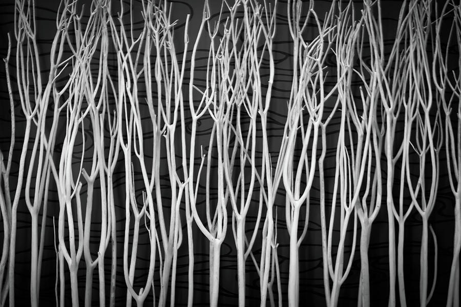 Black And White Photograph - The Sticks by Michael Hills