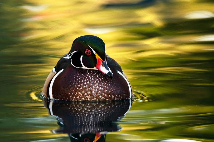 The stunning wood duck. by Paul Martin The stunning wood duck. by Paul Martin