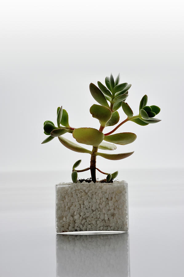 The Succulent Plants In The Glass Vessel Photograph by Yagi Studio