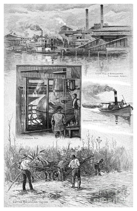 The Sugar Industry, Richmond River, New Drawing by Print Collector