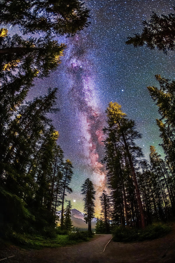 The Summer Milky Way With Through Pine Photograph by Alan Dyer