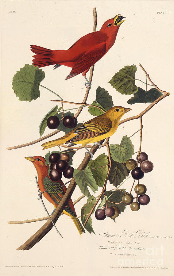 The Summer Red Bird From The Birds Drawing by Heritage Images