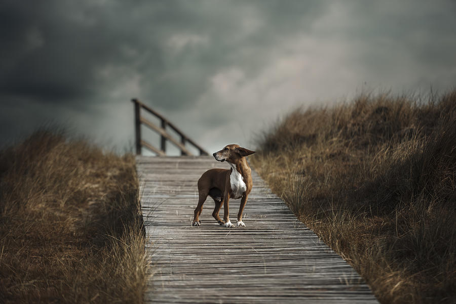 Dog Photograph - The Summer Wind Came Blowin In From Across The Sea. (frank Sinatra) by Heike Willers