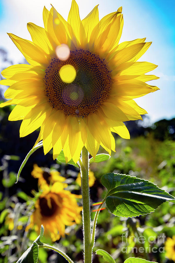 The Sun Flower Photograph by Morris Keyonzo
