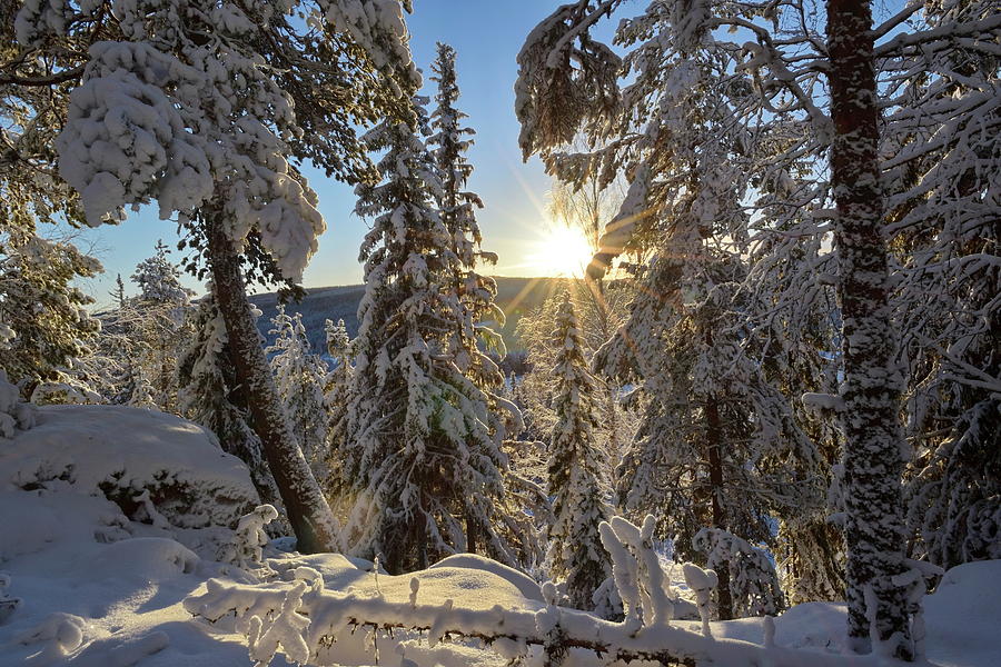 The sun is shining through snowy trees in a winter forest Photograph by Intensivelight