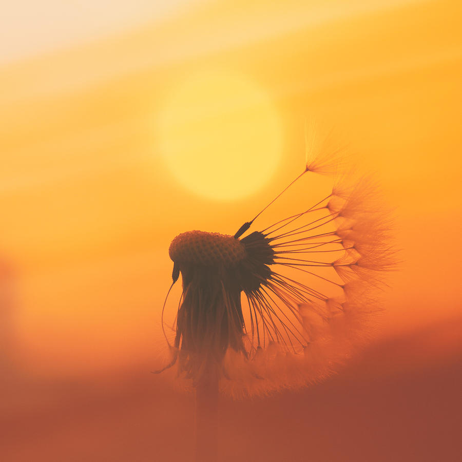 The Sun Photograph by Jaroslav Buna
