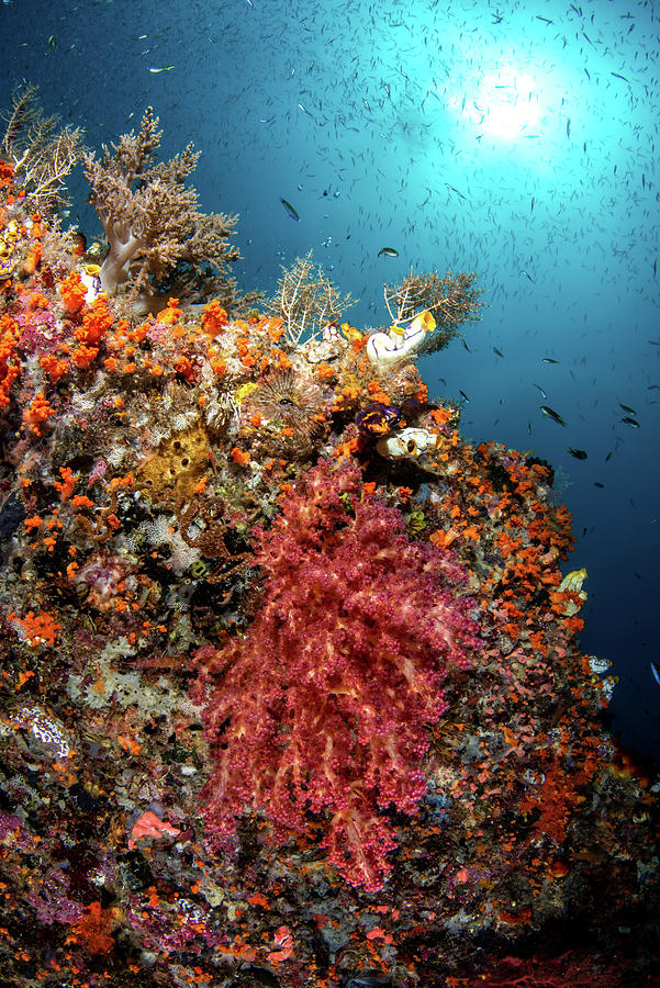 The Sun Shines Down On A Coral Reef Photograph By Stocktrek Images 