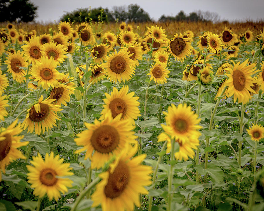 The Sunflower Field Photograph by Jackie Eatinger - Pixels