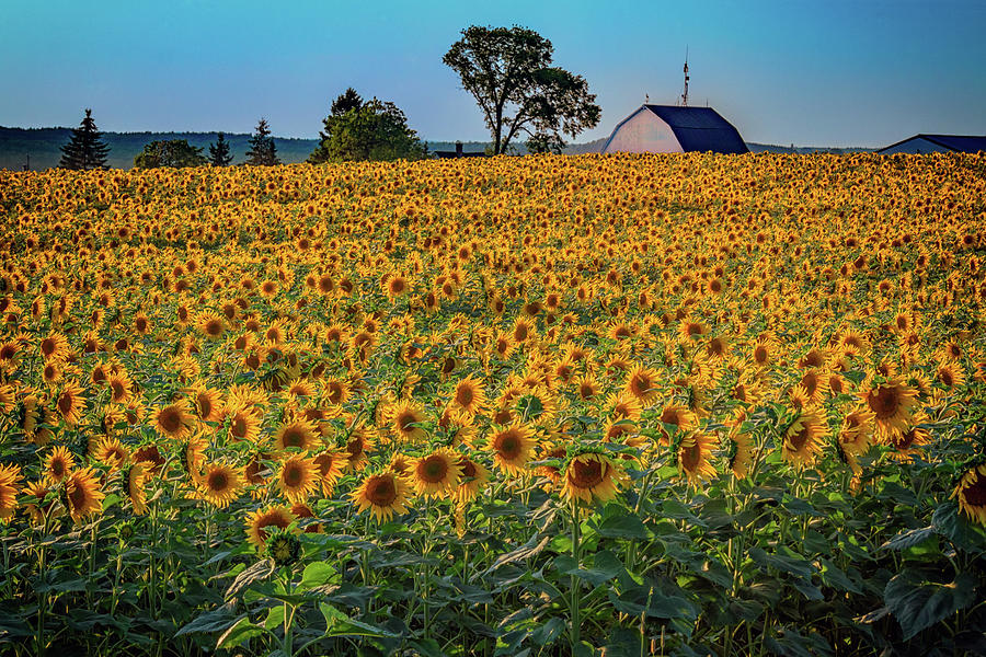 Summer Photograph - The Sunflower Field by Rick Berk